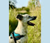 Sami, an Eastern European Village Dog tested with EmbarkVet.com
