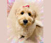 Photo of Jazzy, a Poodle (Small), Poodle (Standard), and Golden Retriever mix in Brentwood, CA, USA