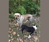 Stella, a Labrador Retriever and Treeing Walker Coonhound mix tested with EmbarkVet.com