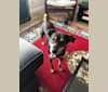 Milo, a Labrador Retriever and Miniature Schnauzer mix tested with EmbarkVet.com