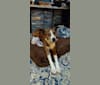 King Arthur McJacob Zapooti, an American Pit Bull Terrier and German Shepherd Dog mix tested with EmbarkVet.com