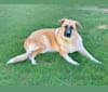 Luna Belle, a German Shepherd Dog and Great Pyrenees mix tested with EmbarkVet.com