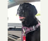 Beedie, a Labrador Retriever tested with EmbarkVet.com