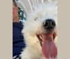 Oz, a Bichon Frise tested with EmbarkVet.com