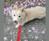 KkingKkang, a Japanese or Korean Village Dog tested with EmbarkVet.com