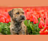 Fortune Cookie from Dawi's Rhapsody, a Border Terrier tested with EmbarkVet.com
