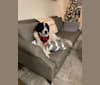 Ivan, a Great Pyrenees and Labrador Retriever mix tested with EmbarkVet.com