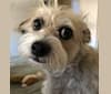 Photo of Pippa, a Poodle (Small), Chihuahua, and Shih Tzu mix in San Bernardino, California, USA