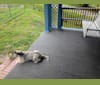 Luna, a Beagle and Australian Shepherd mix tested with EmbarkVet.com
