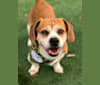 Emmett, a Beagle and Pekingese mix tested with EmbarkVet.com