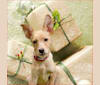 Edsel, a German Shepherd Dog and Australian Cattle Dog mix tested with EmbarkVet.com