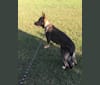 Jack Rye of Eufaula, a German Shepherd Dog tested with EmbarkVet.com