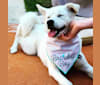 Link, a Japanese or Korean Village Dog tested with EmbarkVet.com