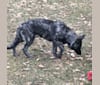 Black Ice Von Volhouden, a German Shepherd Dog tested with EmbarkVet.com