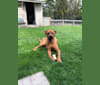 Chunky, a Rottweiler and Cane Corso mix tested with EmbarkVet.com