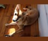 Nara, a Japanese or Korean Village Dog and Jindo mix tested with EmbarkVet.com
