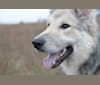 Falko, a German Shepherd Dog tested with EmbarkVet.com