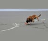 Aspen, a Belgian Malinois and German Shepherd Dog mix tested with EmbarkVet.com