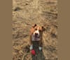 Photo of Buddy, an American Pit Bull Terrier and American Bulldog mix in Hardeeville, South Carolina, USA