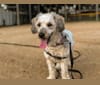 Photo of Chase, a Bichon Frise and Dachshund mix in New Jersey, USA