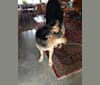 Samantha, a German Shepherd Dog tested with EmbarkVet.com