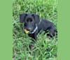 Rubi, a Mountain Cur and Boston Terrier mix tested with EmbarkVet.com