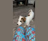 Rhett, an American Pit Bull Terrier and Labrador Retriever mix tested with EmbarkVet.com