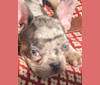 Claude, a French Bulldog tested with EmbarkVet.com