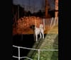 Wolf House Maysa, an Anatolian Shepherd Dog tested with EmbarkVet.com