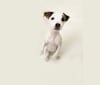 Blink, a Russell-type Terrier tested with EmbarkVet.com