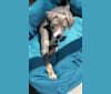 Rajah, a Chihuahua and Pomeranian mix tested with EmbarkVet.com