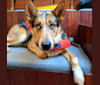 Kaze (kah-zay), an Australian Cattle Dog and Siberian Husky mix tested with EmbarkVet.com