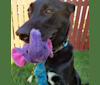 Rowan, a German Shepherd Dog and American Pit Bull Terrier mix tested with EmbarkVet.com