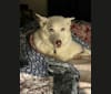 Betty White, a Siberian Husky and German Shepherd Dog mix tested with EmbarkVet.com