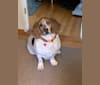 Leia, a Basset Hound tested with EmbarkVet.com