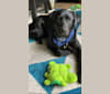 Bixby, a Labrador Retriever and Jindo mix tested with EmbarkVet.com