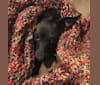 Elly, an Italian Greyhound and Miniature Pinscher mix tested with EmbarkVet.com