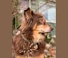 Rosie O'Doggell, an Australian Shepherd and German Shepherd Dog mix tested with EmbarkVet.com