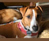 Jazz, a Russell-type Terrier and Australian Cattle Dog mix tested with EmbarkVet.com