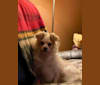 willa the beast, a Poodle (Small) and Chihuahua mix tested with EmbarkVet.com