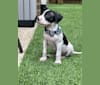 Photo of Finnegan, a Boxer, German Shorthaired Pointer, Labrador Retriever, and Brittany mix in The Colony, Texas, USA