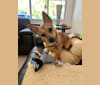 Cami, a Chihuahua and German Shepherd Dog mix tested with EmbarkVet.com