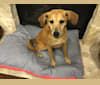 Sophie, a Mountain Cur and Rhodesian Ridgeback mix tested with EmbarkVet.com