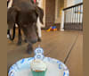 Rainier, a Labrador Retriever and Doberman Pinscher mix tested with EmbarkVet.com