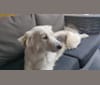 Beau, an Eastern European Village Dog and Siberian Husky mix tested with EmbarkVet.com
