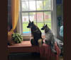 Ferngully, a Swedish Vallhund tested with EmbarkVet.com