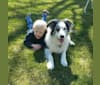 Darby, a Border Collie and Australian Shepherd mix tested with EmbarkVet.com