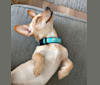 Rizzo, a Chihuahua and Dachshund mix tested with EmbarkVet.com