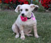 Winnie, a Chihuahua and Poodle (Small) mix tested with EmbarkVet.com