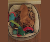 Cappo, a Chihuahua and Miniature Pinscher mix tested with EmbarkVet.com